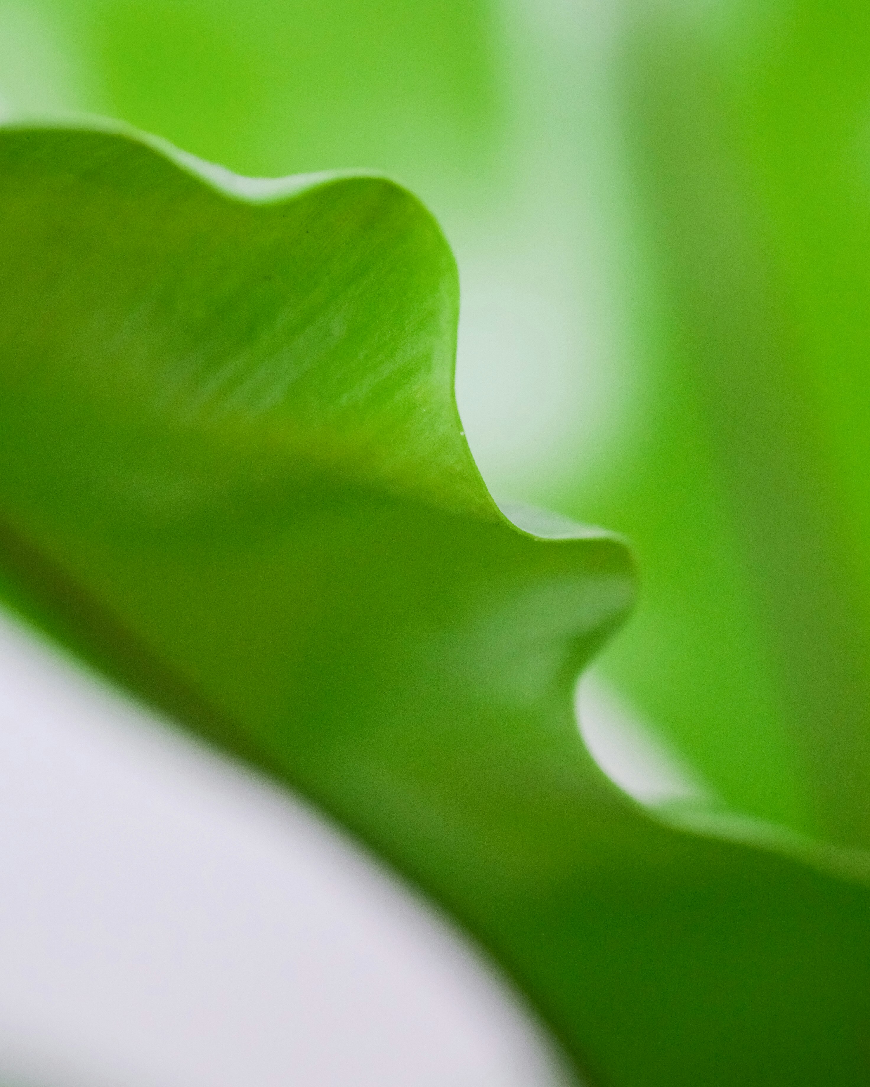 green leaf in close up photography